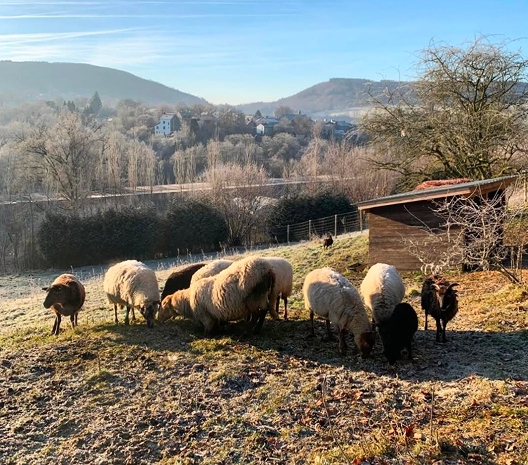 Resident animals on the grounds